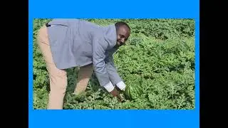 ከሚሴ ከተማ አስተዳደር በምግብ ራስን መቻልና የራስን ተረጅ በራስ አቅም ለመሸፈን በ16 ሄክታር መሬት ላይ እየለማ ያለ የሃብ ሃብ ልማት