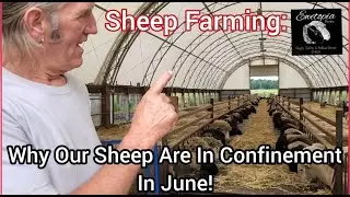 Sheep Farming: Why Our Sheep Are In Confinement In June!/June 10, 2022