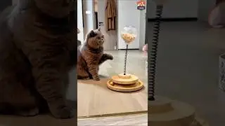 🐾🎁 Cat Treats Dispenser Toy &ndash; Interactive Catnip Spring Feeder 🔥 #petlovers#cat#pets#cutecat #dog