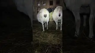 Вечерний обход. #дорпер #альпака #birds #алабайвидео #animals #music #алабама #alpaca #zoo #goat