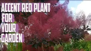Must Have Accent Plant For Garden - Fantasy Red Plant - Best Outdoor Plant For Lazy People