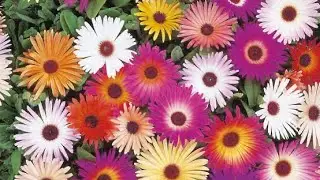 How to Transplant Winter&rsquo;s Flower Seedlings|Urdu|