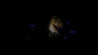 Dinosaur the soon to be closed ride at Disney&rsquo;s Animal Kingdom in orlando florida 