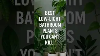 Best Low Light Bathroom Plants You Can&rsquo;t Kill