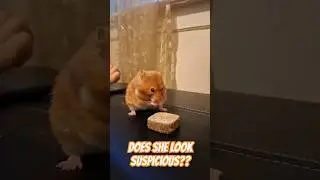 My HAMSTER is acting weird 😐 #amongus #animal #pets #cute #hamsterbabies #epicpet #funnyshorts