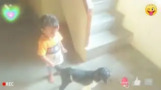 #funny #animals #injoy #lamb life fun&nbsp;#kidsfun,,😊😊☺️#lifefun,😊☺️&nbsp;#comedy&nbsp;,#funnyvideo,😊😊☺️☺️#shorts