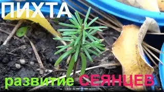 Пихты Развитие сеянцев