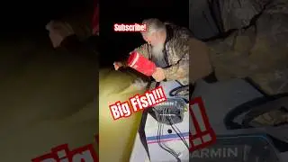 Almost lost a huge  Blue Catfish! #bluecat #bluecatfish #catfishfish #catfishing #catfish #fishing