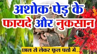 अशोक पेड़ के फायदे और नुकसान |  ashok ka ped | ashok tree |