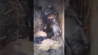 Some new Residents on the Hobby Farm