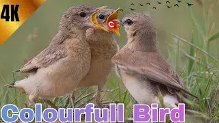 Bird's long video HDnature videos Birds in 4K Colorful Breathtaking Birds Sound by Nature Relaxation