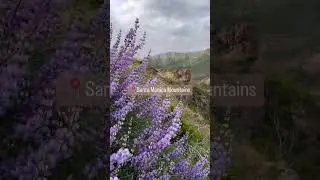 Wild(flower) about you California #wildflowers #springhike #cali #hikecalifornia #wildflower #hike