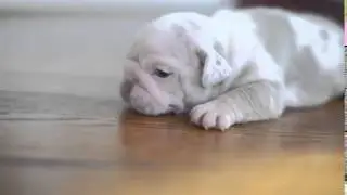 Lilac Tri Merle English Bulldog Female 3 weeks  www.jbbullies.com