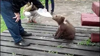 Видео из прошлого: Милый медвежонок