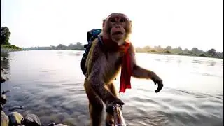 Monkey 🐵 Vlog ai monkey Vlogs, Monkey Daily Vlogs,#monkeyvideo  #MonkeyVlog  #FunnyMonkey #vlogger