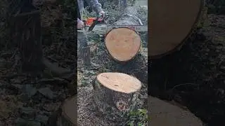 Stihl ms261c-m 25in 3/8 full skip