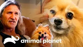Dr. Jeff tenta encontrar um novo lar para Rosie | Veterinário das montanhas | Animal Planet Brasil
