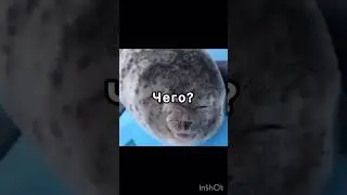 Пупсель #мемас #тюленчики #юмор #ржакадосліз #пустьзалетит #seal