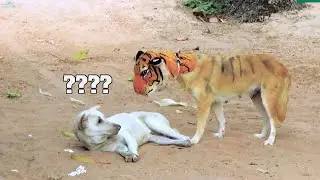 Funny animal fail for kids 2021 - Funny Pet dance in life