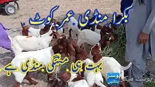 umar kot bakra Mandi Latest updates today all mix Goat vip animal date 20/03/2022