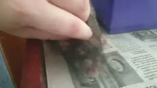 крыски