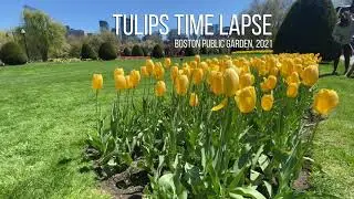 Boston Public Garden: Tulips Time Lapse, Spring 2021