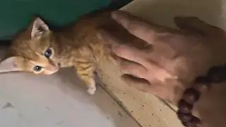 Из напуганного котенка под машиной в любимого члена семьи