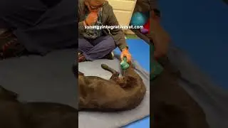 Dog rehab, January 4, 2026