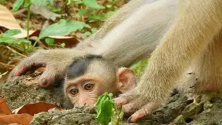 What Happened To Cute Boy  Baby Rex? Why He Cry? Monkey Rose Is A Good Mother Always Good Kind