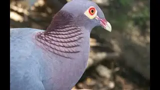 D&eacute;couvrez le chant unique du pigeon ramier &agrave; cou rouge