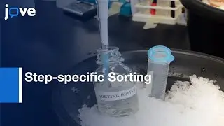 Step-specific Sorting of Spermatids by Flow Cytometry | Protocol Preview