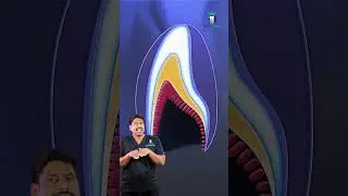 ஒட்டிப்பிறந்த ரெட்ட பல்லா? - Fusion, Gemination, Concrescence | Dr. Karthikeyan | Denta Kings