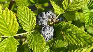 Growing Mysore Raspberries the Easy Way in South Florida