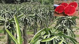 Pitaya - Pomar do Sitio Sawada