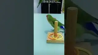 Smart bird #shorts #smartparrot😱😱