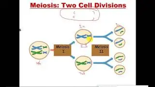 Cell Biology - Cell Cycle (2) - Meiosis الإنقسام المنصف