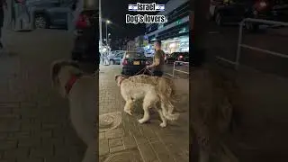 #music #beats #remix #dnb #doglover #dog #israel #Israeldoglover