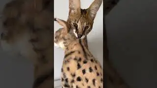 Funny Cats React To Custom Plush Lookalikes | MyPetsies&copy;