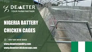 Price of 30000 Chicken Layer Poultry Battery Cage System in Lagos, Nigeria #chickencagenigeria