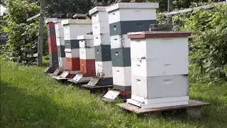 The Buzz Buzz Song, Bussee the Honeybee