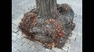 NATUR 2022-04 - Ausw&uuml;chse - Protuberancias -  Outgrowings