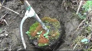 Яблоня к земле