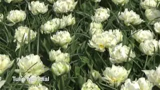 Tulip Mondial - Tulip Bulbs from Holland