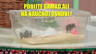 OPASNE ŠTETOČINE ! TROVANJE MIŠEVA na naučnoj osnovi - je SLOŽENIJE nego što mislite