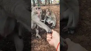 Wild female monkeys love Rambutan #monkey #cute #funny #animals #videoforbaby #funniestvideo
