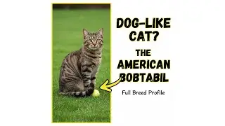 American Bobtail Shorthair: The Dog-Like Cat with a Bobbed Tail