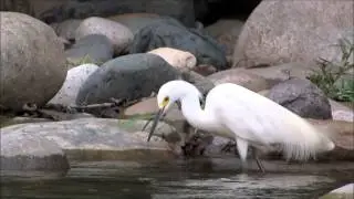 Ave Egretta thula: Garza Patiamarilla