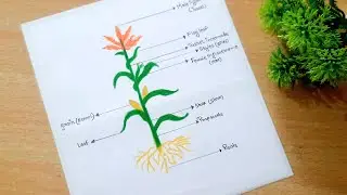 full details- maize plant diagram || step-by-step