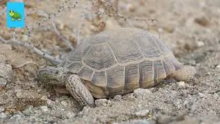 SAVE TORTOISES LIFE