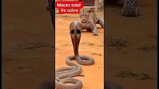 sama buas sekali terkam lngsung kena gigit #animals #viral